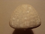Echinocorys